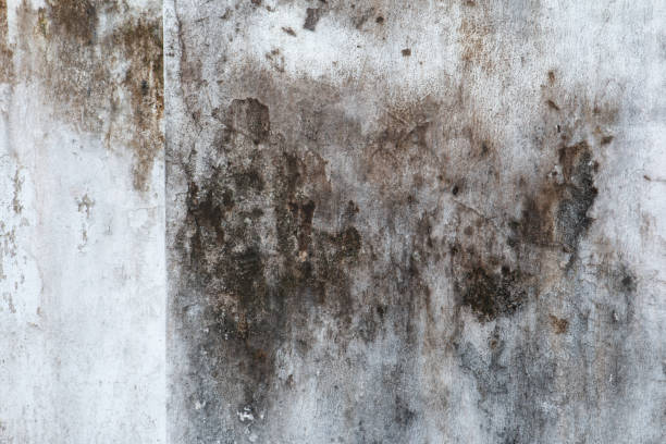 Best Mold-Related Health Consultation  in Lennox, SD