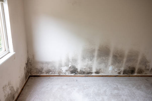 Best Forensic Mold Investigation  in Lennox, SD